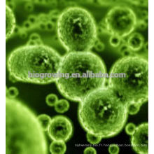 Améliorer l'immunité bacillus coagulans bacillus natto